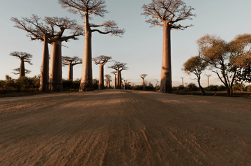 all about that baobab